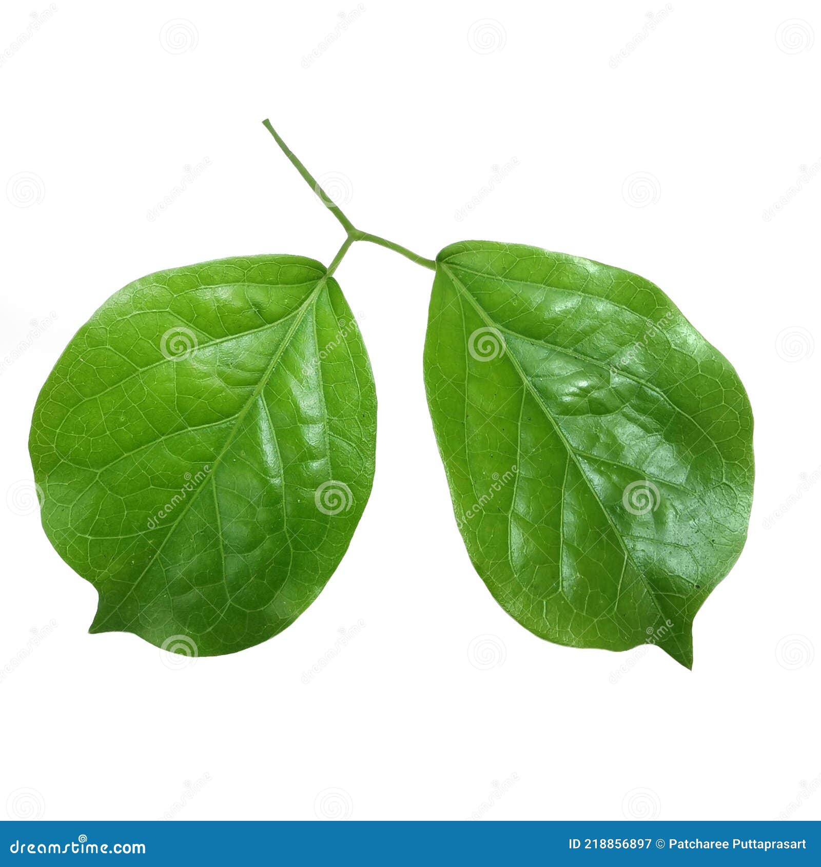 green leaf on white background or use for education to natural story  withÃ¢â¬â¹ selectiveÃ¢â¬â¹ focusÃ¢â¬â¹ onÃ¢â¬â¹